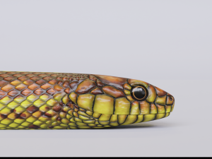 yellow snake - animated 3D Модель