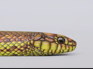 Yellow snake - animated 3D Model