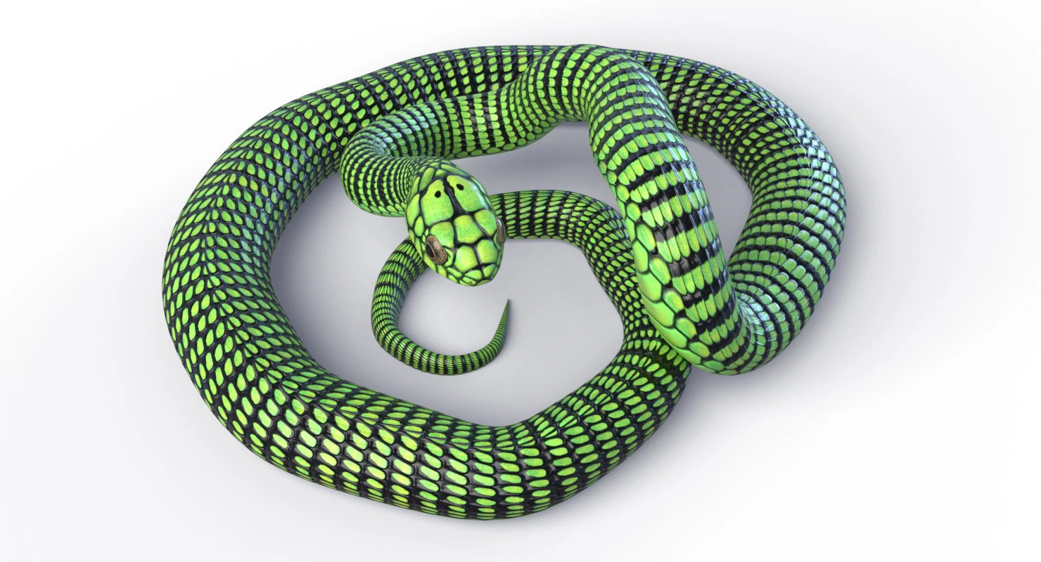 Boomslang snake - animated 3D Model .c4d .max .obj .3ds .fbx .stl .blend 