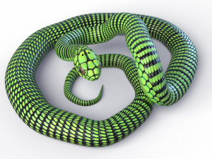 boomslang snake - animated 3D 모델
