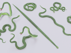 boomslang snake - animated Modèle 3D