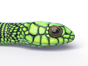 boomslang snake - animated Modèle 3D