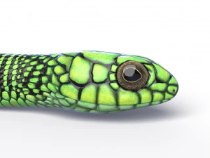 Boomslang snake - animated 3D Model