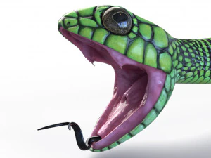 Boomslang snake - animated 3D Model