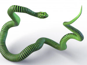 Boomslang snake - animated 3D Model