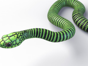 boomslang snake - animated Modèle 3D