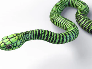 Boomslang snake - animated 3D Model