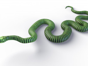 boomslang snake - animated Modèle 3D