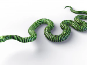 Boomslang snake - animated 3D Model