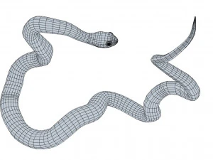 Boomslang snake - animated 3D Model