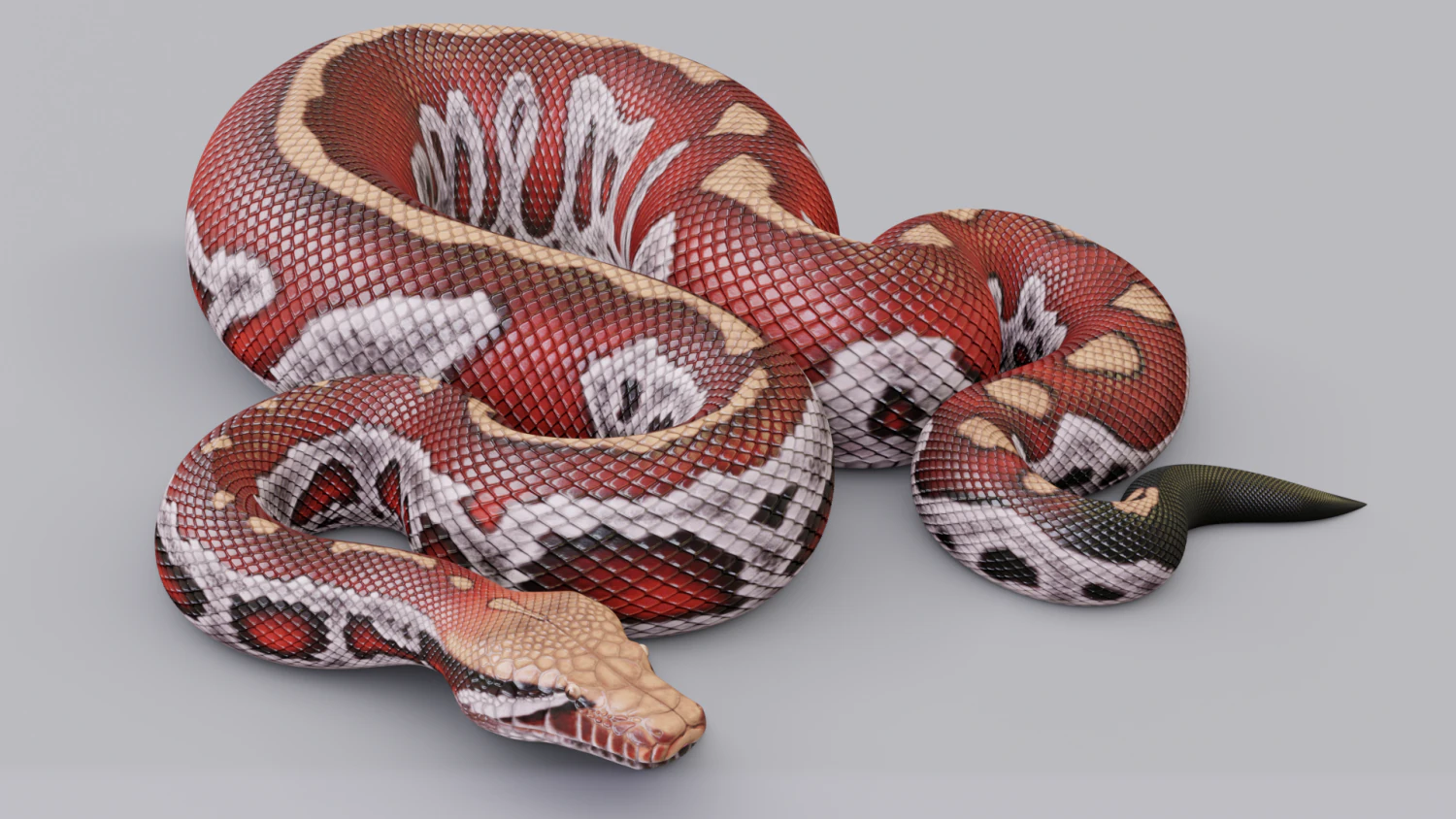 Blood python - animated 3D Model .c4d .max .obj .3ds .fbx .stl .blend 