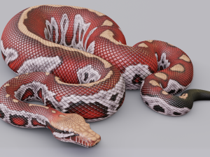 blood python - animated 3D 모델