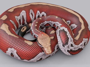 blood python - animated Modello 3D