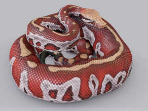Blood python - animated 3D Model
