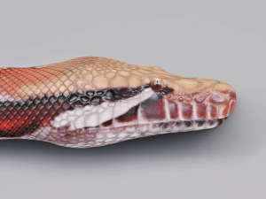 Blood python - animated 3D Model