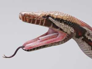 blood python - animated Modello 3D