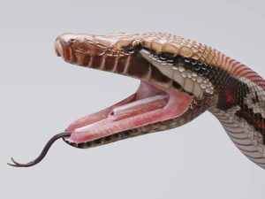 Blood python - animated 3D Model