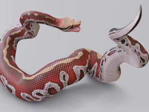 Blood python - animated 3D Model