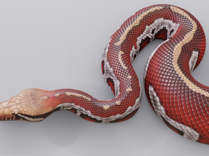 blood python - animated Modello 3D