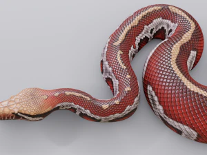 Blood python - animated 3D Model