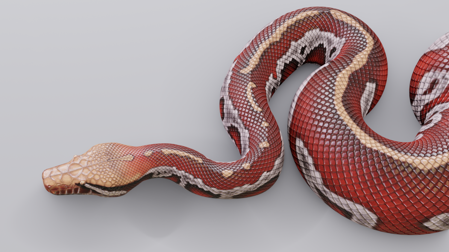 Python animation Python animation