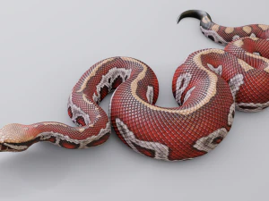 Blood python - animated 3D Model
