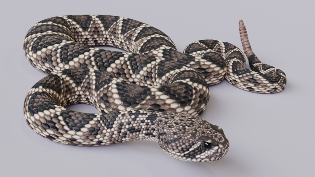 eastern diamondback rattlesnake - animated 3D Model in Reptile 3DExport