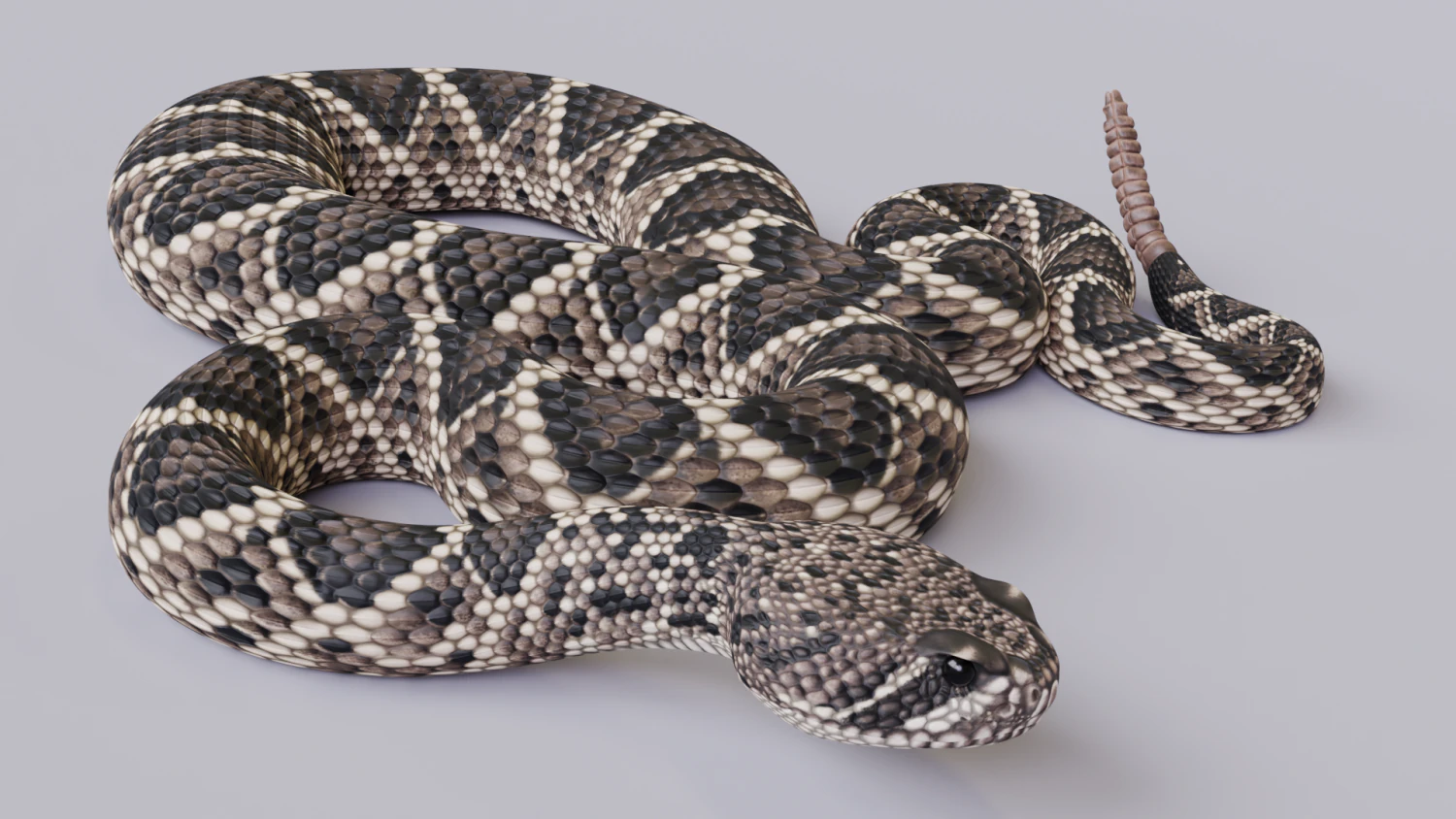 Eastern diamondback rattlesnake - animated 3D Model .c4d .max .obj .3ds .fbx .stl .blend 