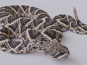 eastern diamondback rattlesnake - animated 3D 모델