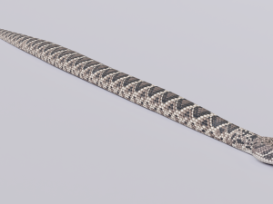 Eastern diamondback rattlesnake - animated Model 3D