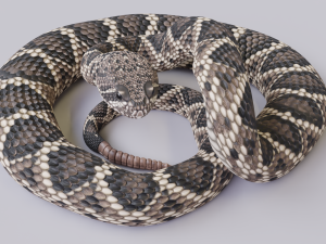 Eastern diamondback rattlesnake - animated Model 3D