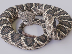 Eastern diamondback rattlesnake - animated 3D Model