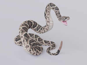 Eastern diamondback rattlesnake - animated Model 3D