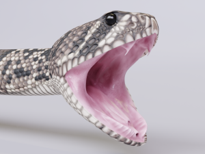 Eastern diamondback rattlesnake - animated Model 3D