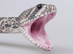 Eastern diamondback rattlesnake - animated 3D Model