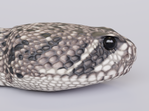 Eastern diamondback rattlesnake - animated Model 3D