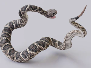 Eastern diamondback rattlesnake - animated 3D Model