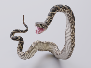 Eastern diamondback rattlesnake - animated Model 3D