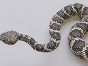 Eastern diamondback rattlesnake - animated Model 3D