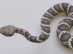 Eastern diamondback rattlesnake - animated 3D Model