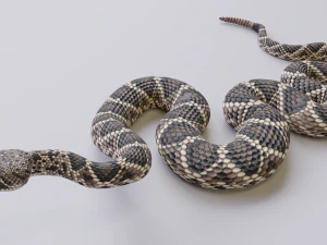 Eastern diamondback rattlesnake - animated 3D Model