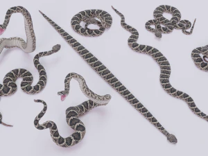 Eastern diamondback rattlesnake - animated 3D Model