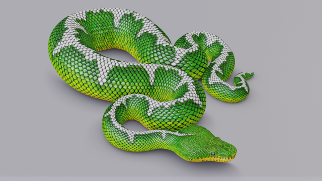emerald tree boa - animated Model 3D .c4d .max .obj .3ds .fbx .stl .blend 