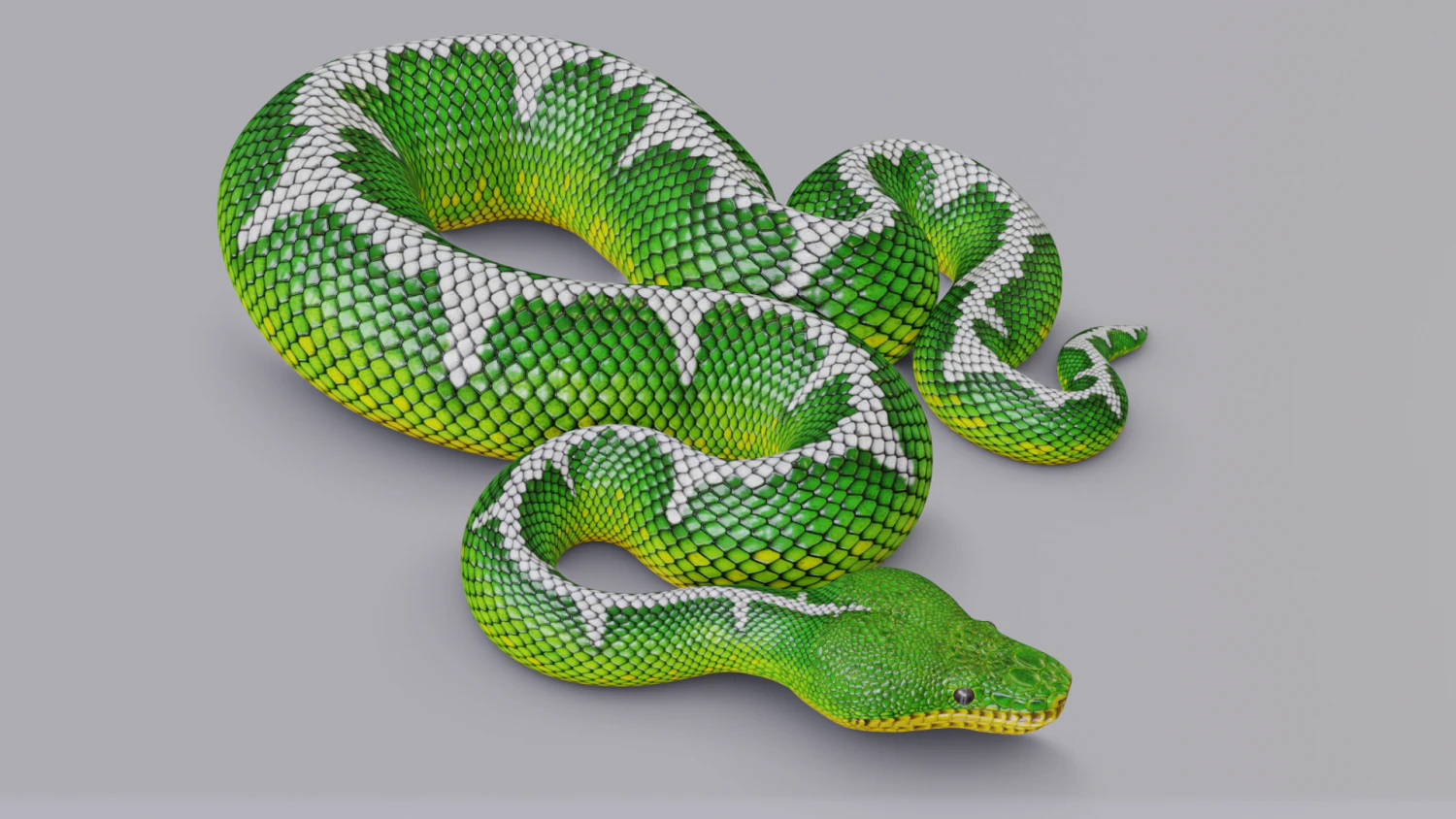 Emerald tree boa - animated 3D Model .c4d .max .obj .3ds .fbx .stl .blend 