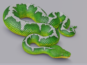 emerald tree boa - animated 3D 모델