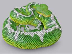 Emerald tree boa - animated 3D Model