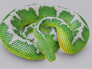 emerald tree boa - animated Model 3D