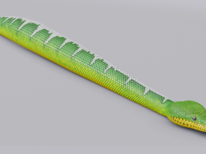 emerald tree boa - animated Model 3D