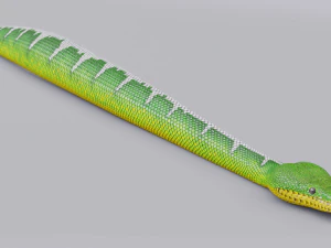 Emerald tree boa - animated 3D Model