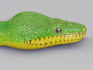 Emerald tree boa - animated 3D Model